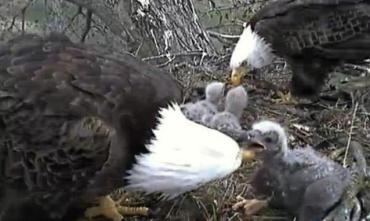 Decorah-Eagles_h_partb